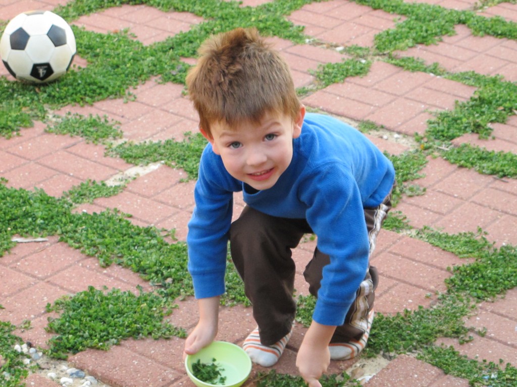 St. Patrick's Day Craft for Kids: The Green Four Leaf Clover