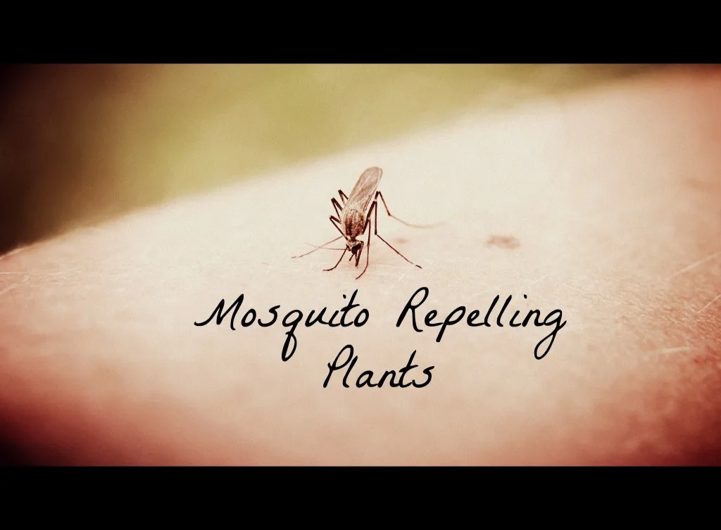 mosquito repelling plants