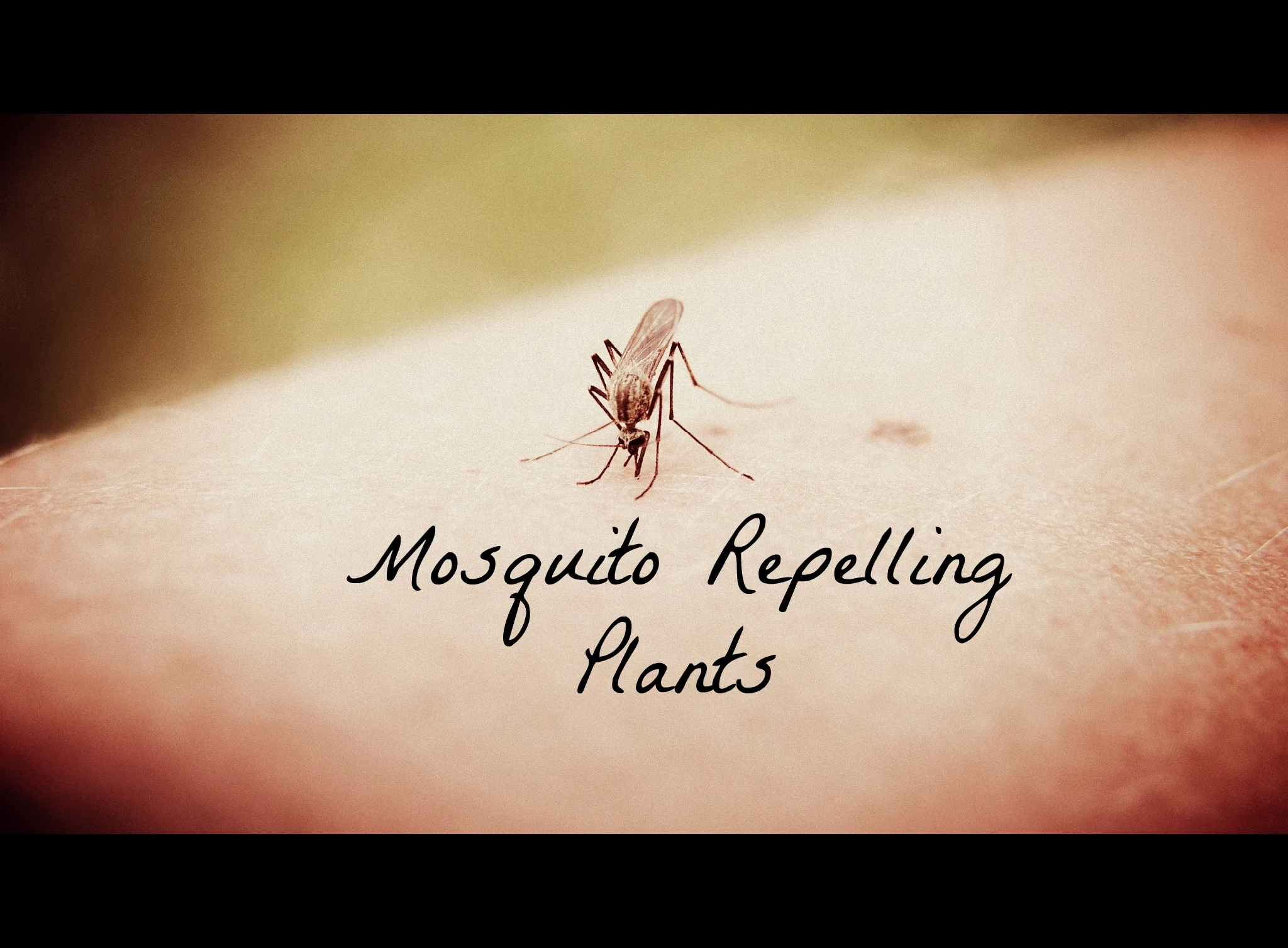 mosquito repelling plants