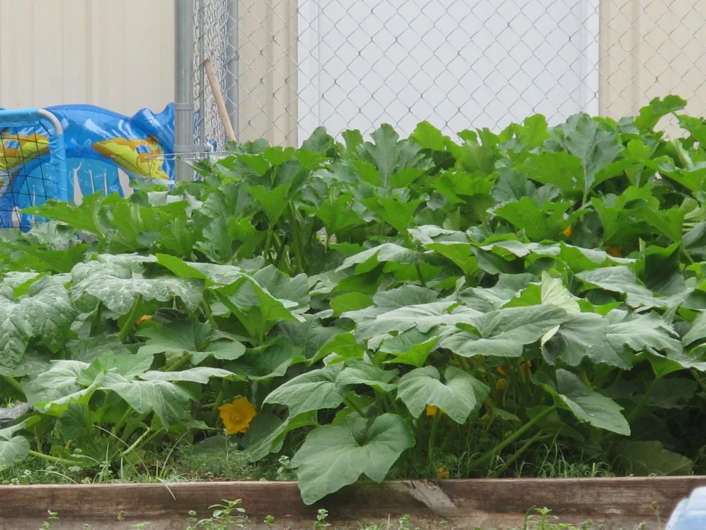 squash garden