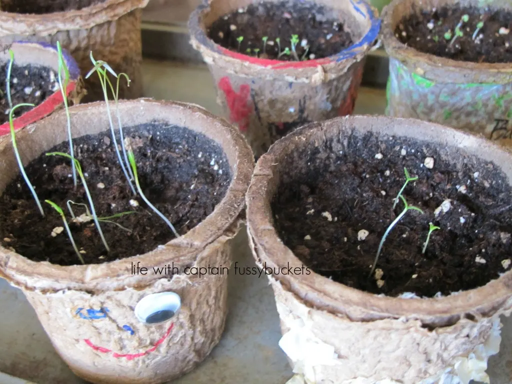 diy seed pots