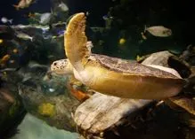 turtle