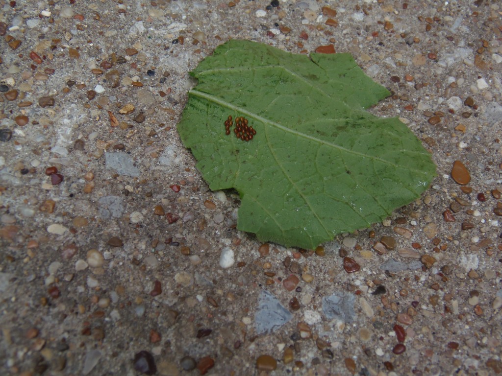 How to Naturally Get Rid of Squash Bugs