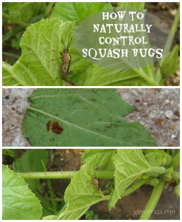 How To Naturally Control Squash Bugs
