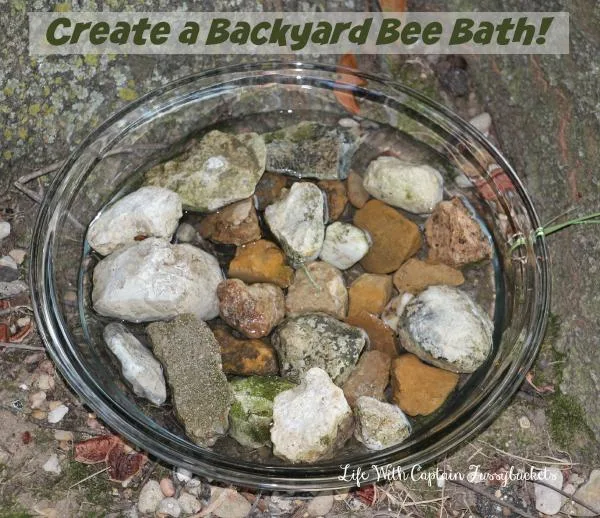 backyard bee bath