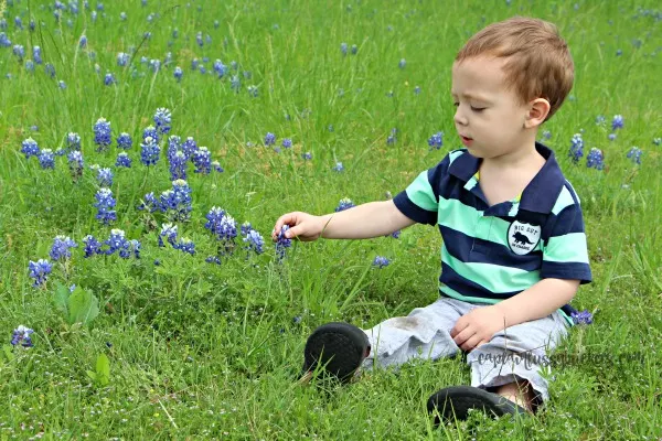 bluebonnets