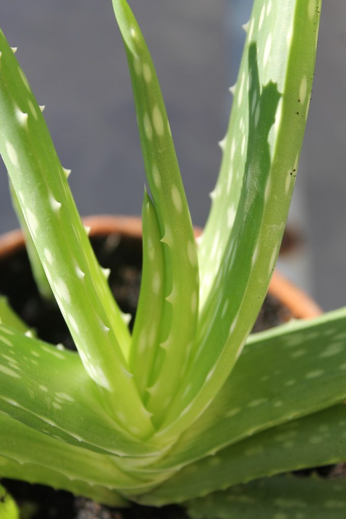 aloe vera plant