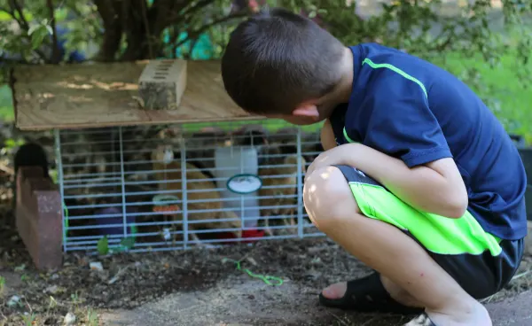 feeding chickens