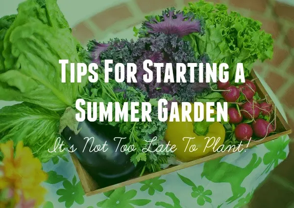 Tips For Starting a Summer Garden - It's Not Too Late To Plant!