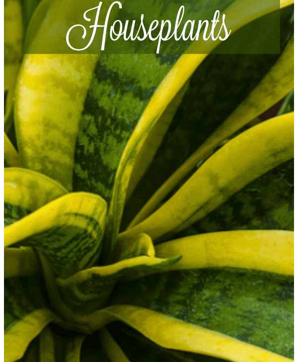 10 Easy To Grow Houseplants
