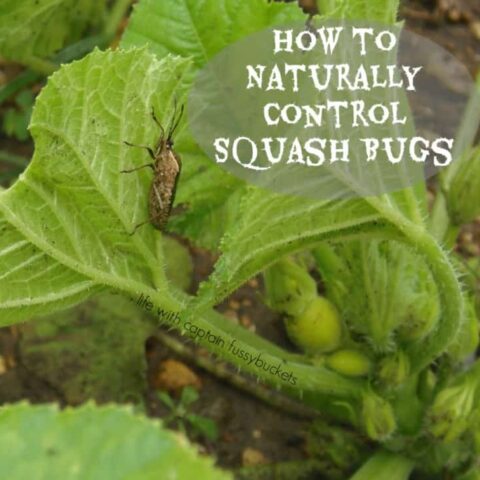 How to Naturally Control Squash Bugs