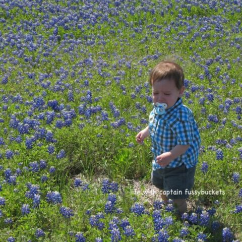 Texas Bluebonnets