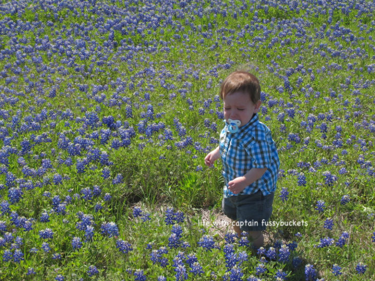 Texas Bluebonnets