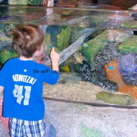 Visit SEA LIFE Aquarium in Grapevine This Spring!