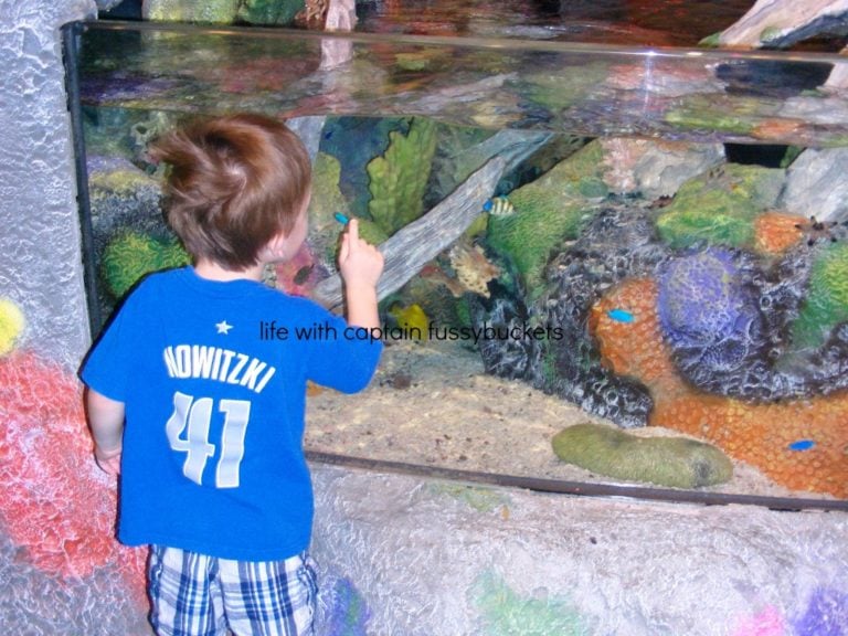 Visit SEA LIFE Aquarium in Grapevine This Spring!