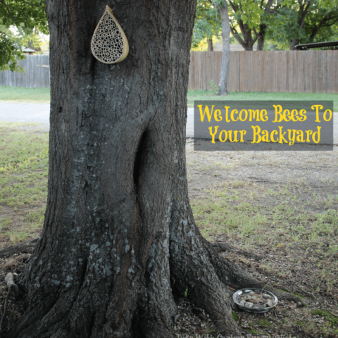 Create A Sanctuary for Bees in your Backyard:  Hang a Bee House and Make a Bee Bath!
