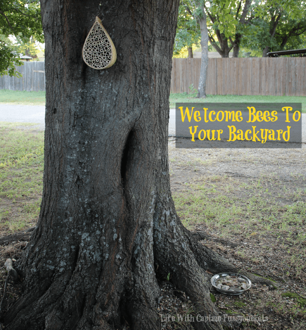 Create A Sanctuary for Bees in your Backyard:  Hang a Bee House and Make a Bee Bath!