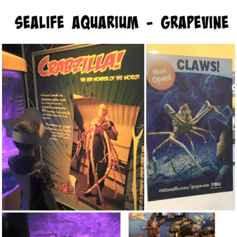See What’s New at SEA LIFE Aquarium – Grapevine – CLAWS!