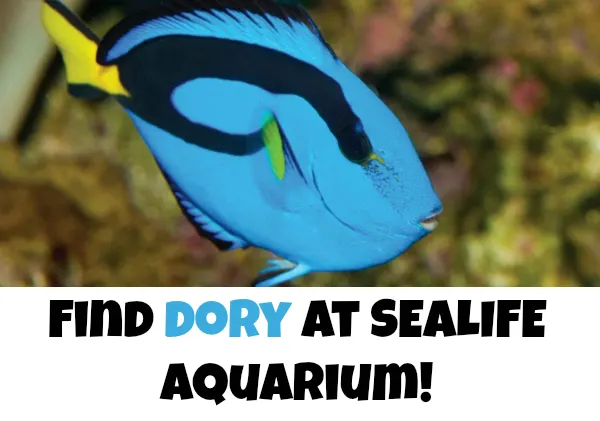 finding dory sealife