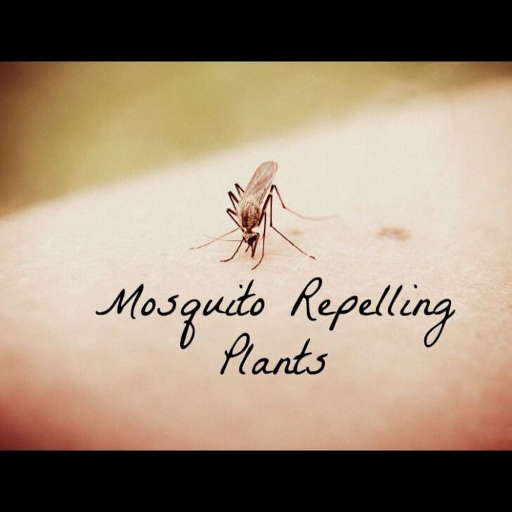 The Mosquitos Are Coming..Prepare Your Yard With These Mosquito Repelling Plants