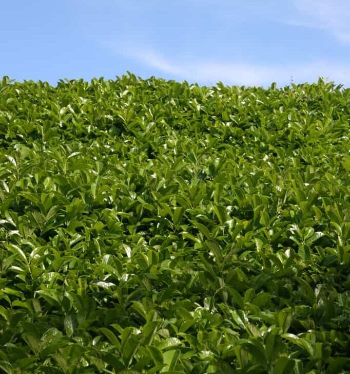 What Does Being Green Mean?