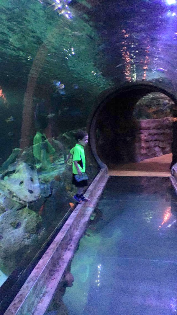 sealife tunnel