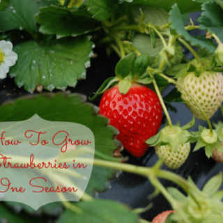 How To Grow Strawberries In One Season