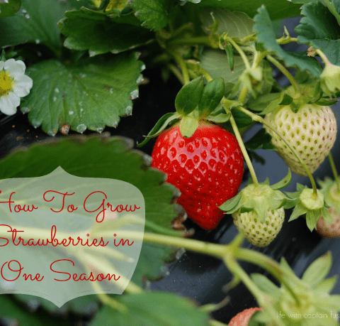 How To Grow Strawberries In One Season