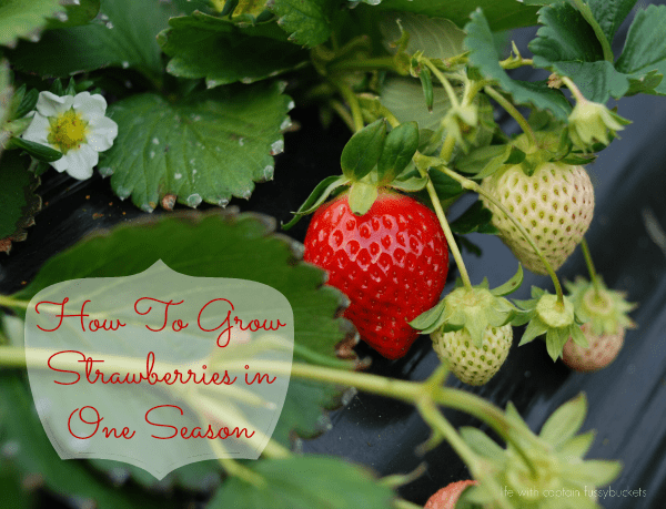 How To Grow Strawberries In One Season