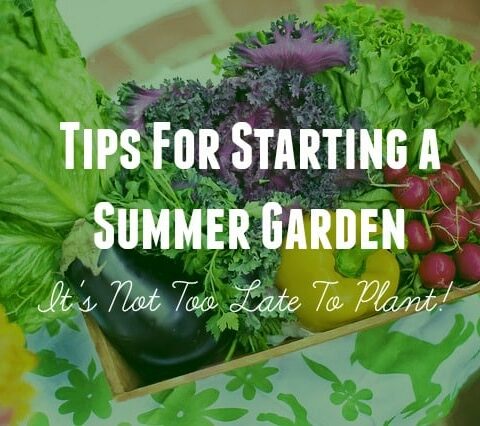 Tips For Starting a Summer Garden – It’s Not Too Late To Plant These Things!