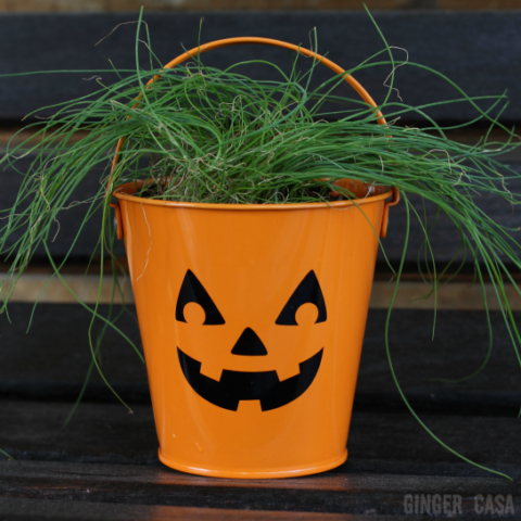 The Hairy Jack-O-Lantern:  An Easy Halloween Gift That Doubles As A Thanksgiving Gift!