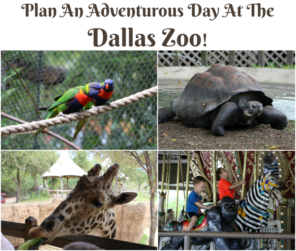 dallas zoo