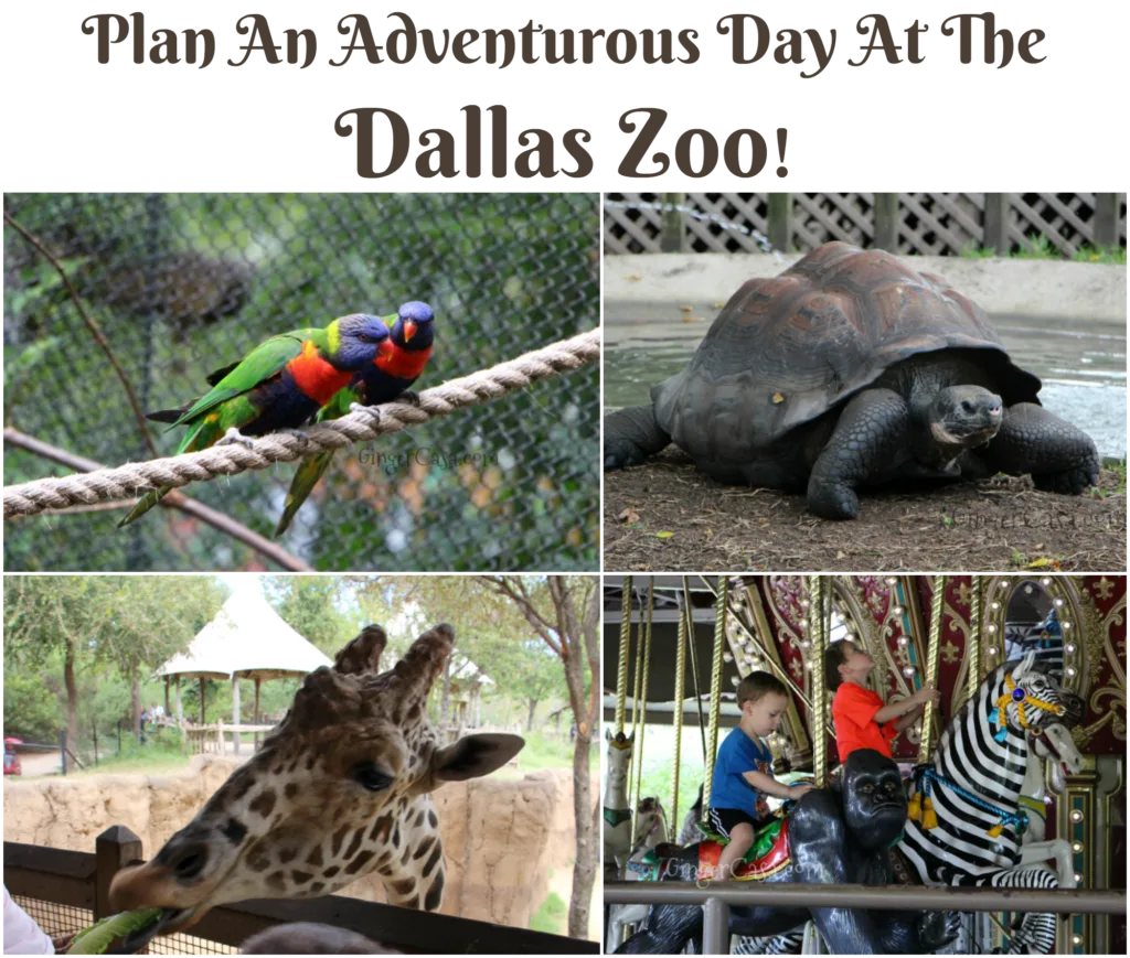 dallas zoo