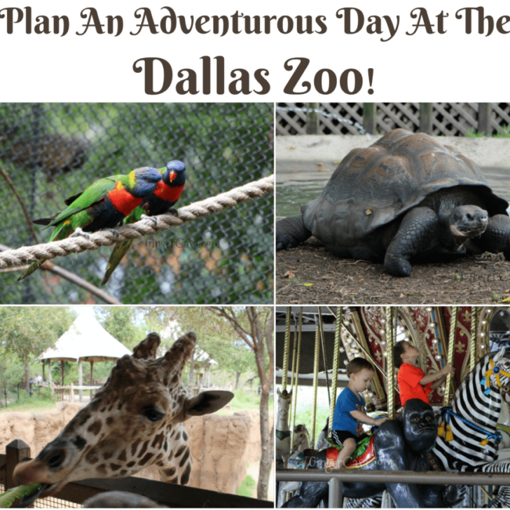Plan An Adventurous Day At The Dallas Zoo!
