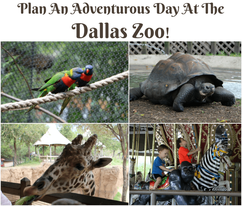 Plan An Adventurous Day At The Dallas Zoo!