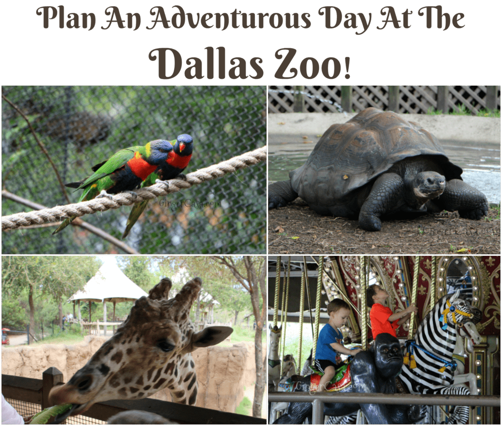 Plan An Adventurous Family Day At The Dallas Zoo