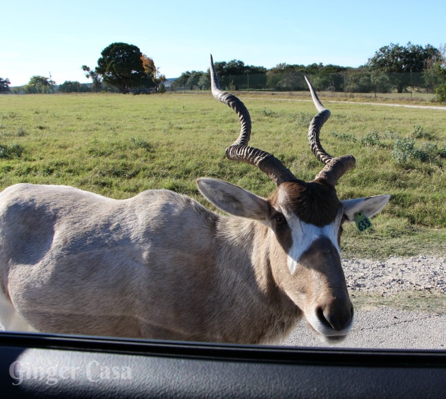 Sable - Fossil Rim Wildlife Center