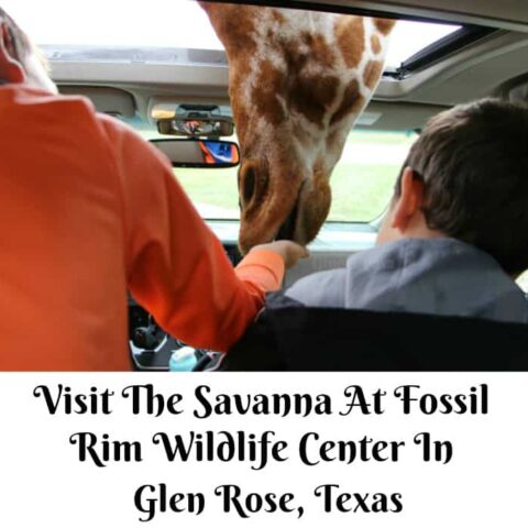 Visit The Savanna At Fossil Rim Wildlife Center In Glen Rose, Texas