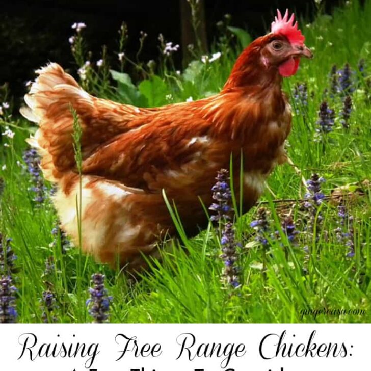 Raising Free Range Chickens: A Few Things To Consider