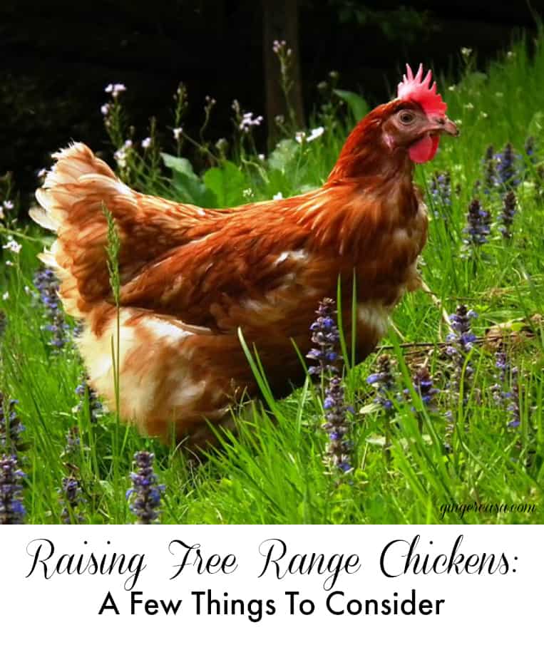 free range chickens