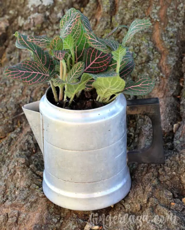 vintage coffee pot planter