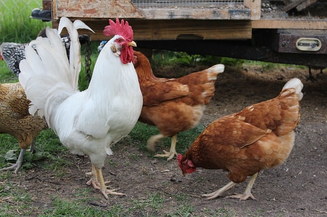 do you need a rooster for your backyard chicken flock