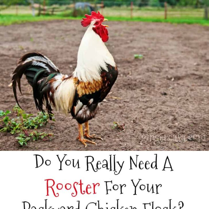 Do You Really Need A Rooster For Your Backyard Chicken Flock?