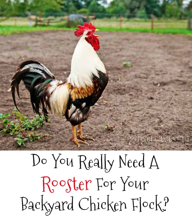 do you need a rooster for your backyard chicken flock