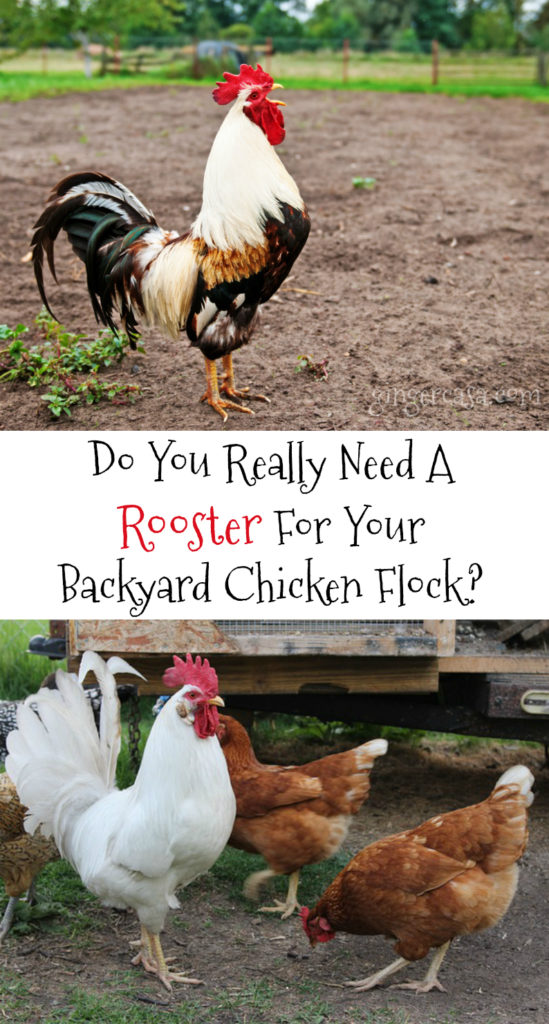 Do You Really Need A Rooster For Your Backyard Chicken Flock?
