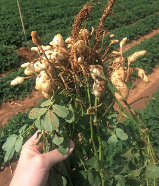 Where Do Peanuts Come From? My Trip To Lubbock, TX!