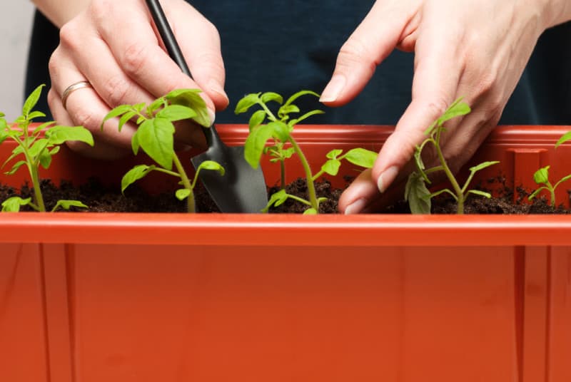 planting tomatoes indoors