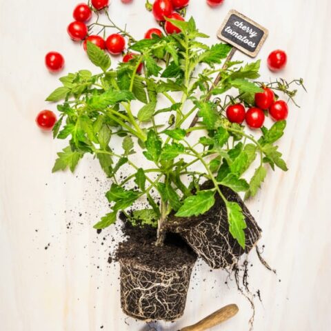 How To Grow Tomatoes Indoors – No Garden? No Problem!