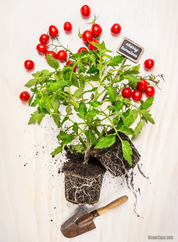 How To Grow Tomatoes Indoors – No Garden? No Problem!