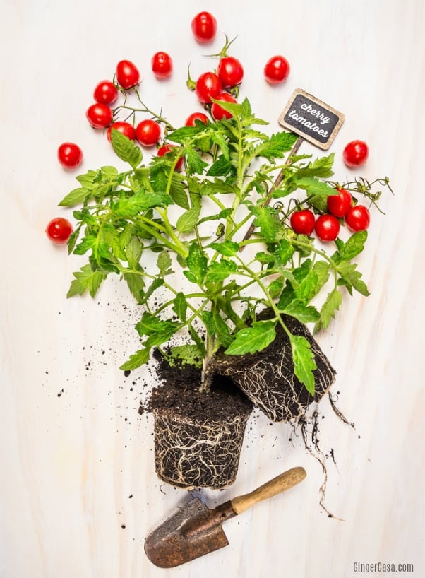 How To Grow Tomatoes Indoors No Garden, No Problem!